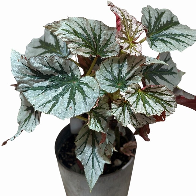 ベゴニア ルッキンググラス(Looking Glass) 4号硬質鉢(現品)｜芳樹園