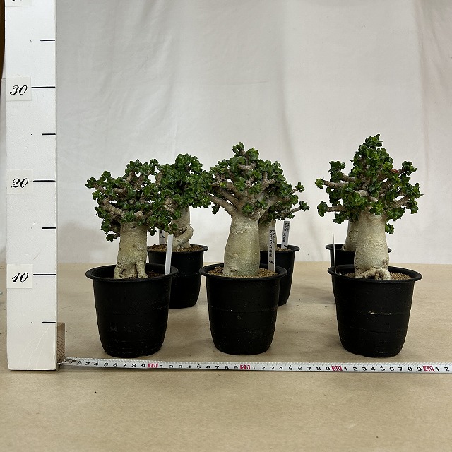 落葉中】アデニウム アラビクム(アラビカム) 葉巻 3.5号(個体おまかせ1
