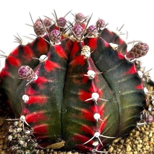 ギムノカリキウム ミハノビッチ(緋牡丹錦) 3号 個体B(現品)｜芳樹園