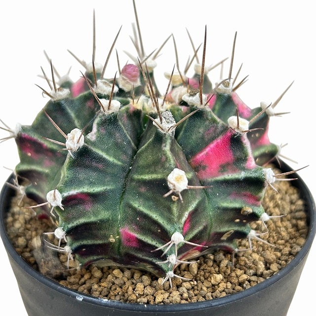 【現品配送】ギムノカリキウム ミハノビッチ 15個セット アソート 2.5号 ① 現品配送】ギムノカリキウム ミハノビッチ 15個セット アソート