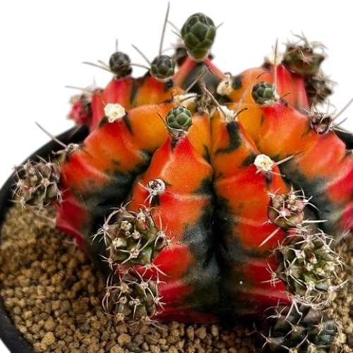 ギムノカリキウム ミハノビッチ(緋牡丹錦) 3号 個体F(現品)｜芳樹園