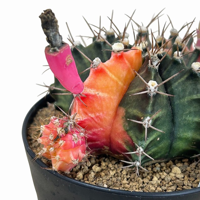 種類・用途,植物(小売専用),多肉植物・サボテン｜芳樹園オンラインショップ