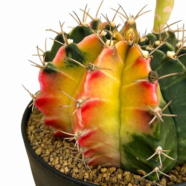 種類・用途,植物(小売専用),多肉植物・サボテン｜芳樹園オンラインショップ