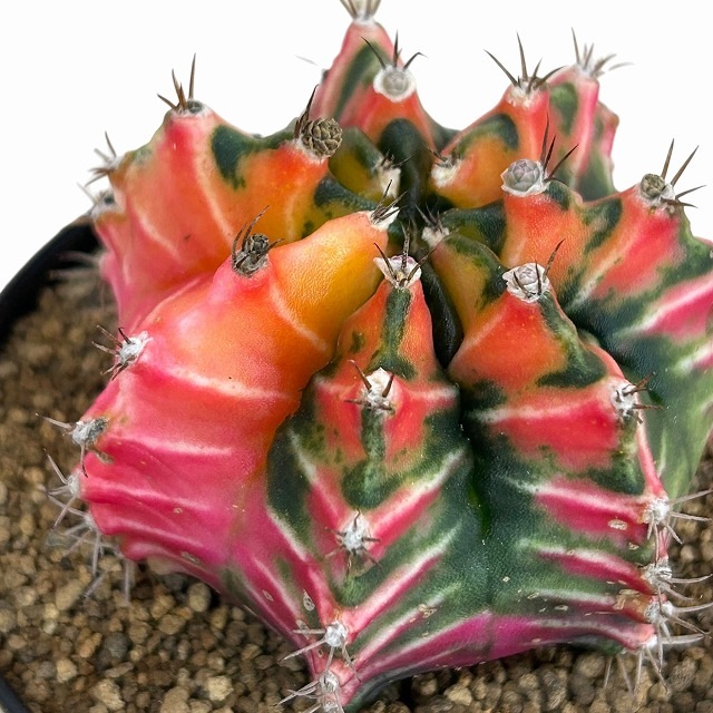 種類・用途,植物(小売専用),多肉植物・サボテン｜芳樹園オンラインショップ