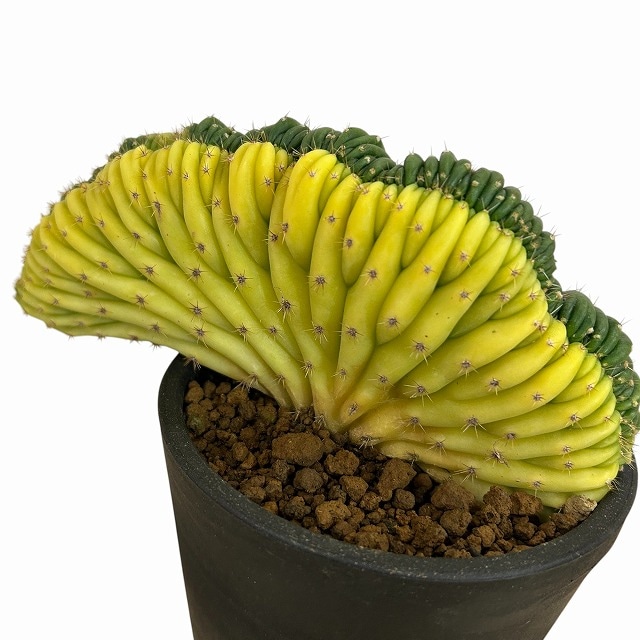 種類・用途,植物(小売専用),多肉植物・サボテン｜芳樹園オンラインショップ