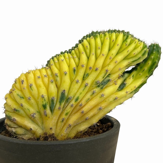 種類・用途,植物(小売専用),多肉植物・サボテン｜芳樹園オンラインショップ