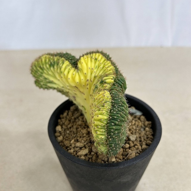 トリコセレウス バチャノイ バリエガータ クリスタータ 4号 個体E(現品