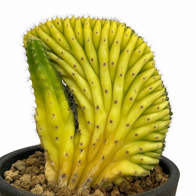種類・用途,植物(小売専用),多肉植物・サボテン｜芳樹園オンラインショップ