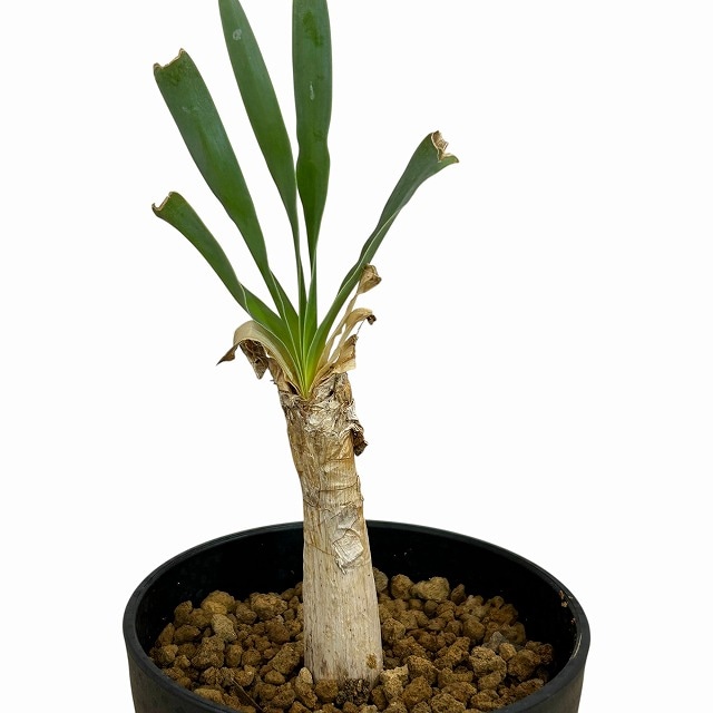 ブーファンディスティチャ 塊根植物 約20cm 黒鉢 ブーファン ディスティチャ | GREEN LUCK