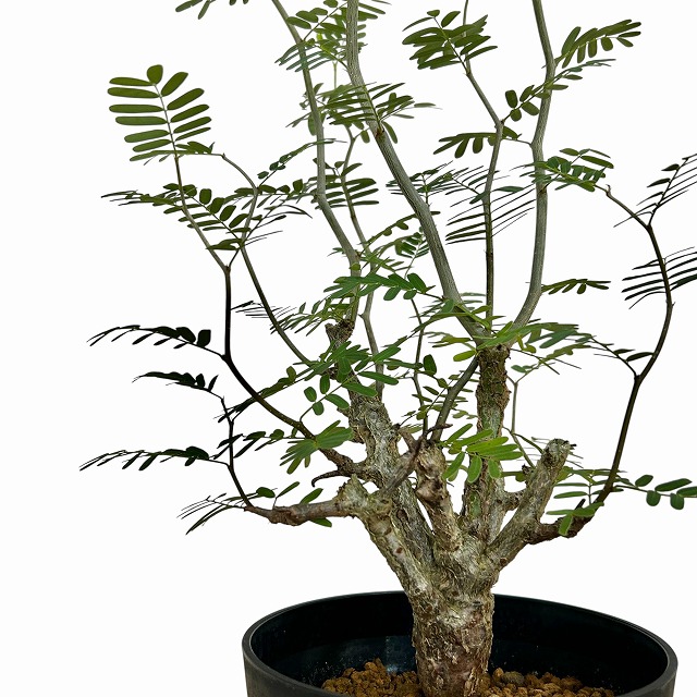 センナ メリディオナリス 4.5号ロング鉢(個体おまかせ1鉢)｜芳樹園