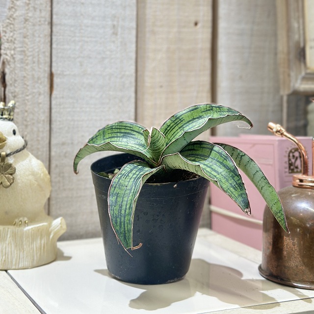 サンスベリア クレオパトラ 3号硬質ポット(個体おまかせ1鉢)｜芳樹園