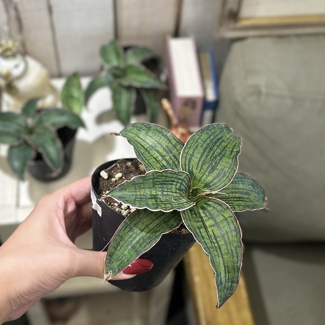 サンスベリア クレオパトラ 3号硬質ポット(個体おまかせ1鉢)｜芳樹園