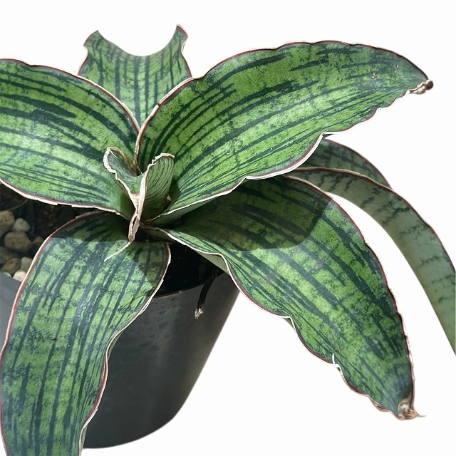 サンスベリア クレオパトラ 3号硬質ポット(個体おまかせ1鉢