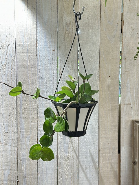 その他観葉植物 Hoya Carnosa 'Amore' gabriella-plants-hoya-carnosa-