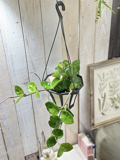 ホヤ カルノーサ アモーレ 5号吊り鉢(個体おまかせ1鉢)｜芳樹園