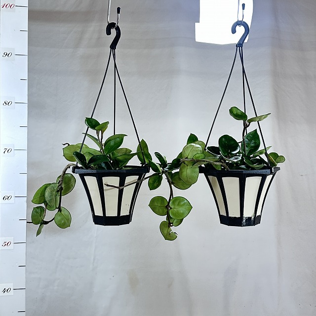 その他観葉植物 Hoya Carnosa 'Amore' gabriella-plants-hoya-carnosa-