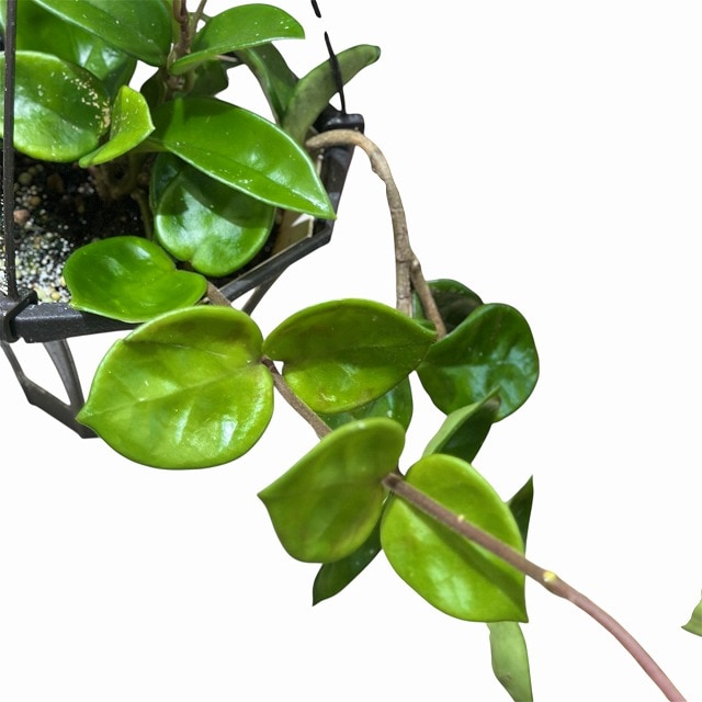 その他観葉植物 Hoya Carnosa 'Amore' ホヤ カルノーサ アモーレ 5号吊り鉢(個体おまかせ1鉢)｜芳樹園