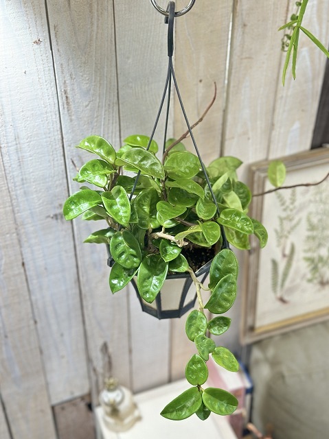 ホヤ カルノーサ(緑葉) 5号吊り鉢(個体おまかせ1鉢)｜芳樹園オンライン