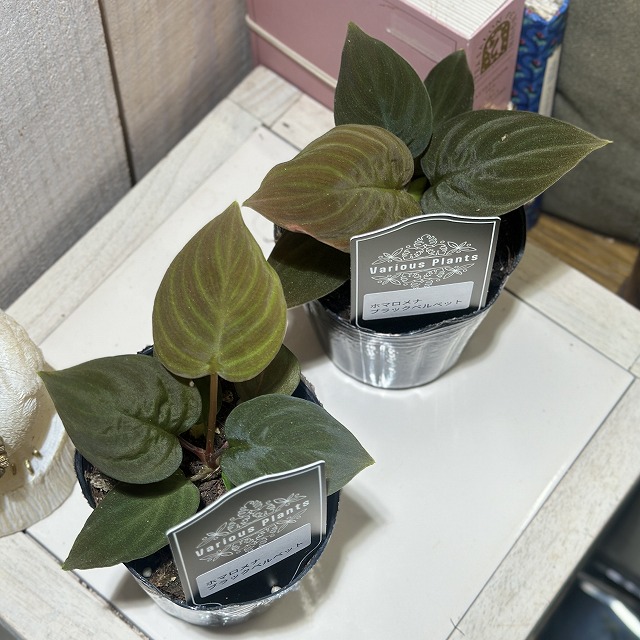 ホマロメナ ブラックベルベット 3号 (個体おまかせ1鉢)｜芳樹園