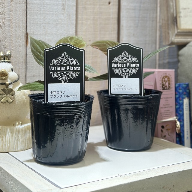 ホマロメナ ブラックベルベット 3号 (個体おまかせ1鉢)｜芳樹園
