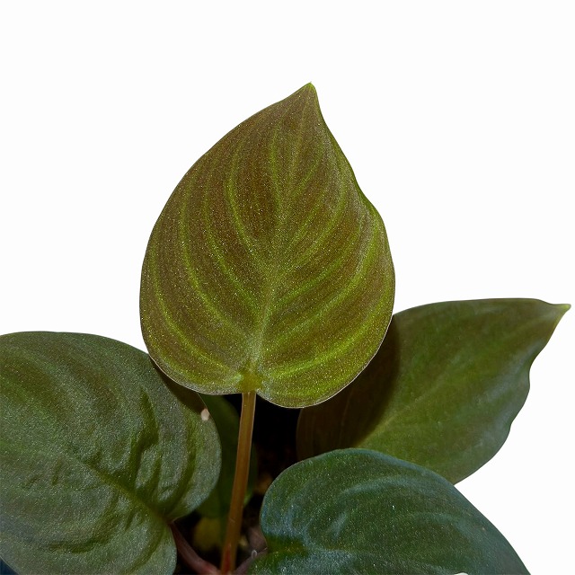ホマロメナ　ブラックベルベット ホマロメナ Homalomena sp.Black Velvet Kepulauan Riau – 熱帯