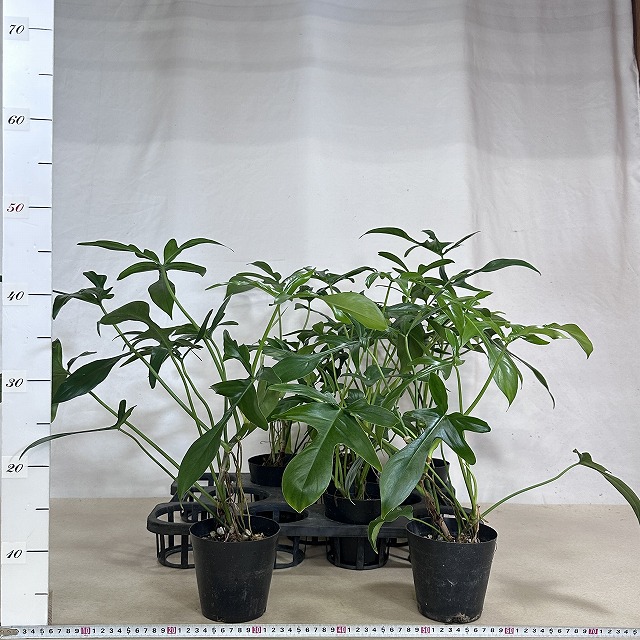 フィロデンドロン クエルシフォリウム 4号 (個体おまかせ1鉢)｜芳樹園