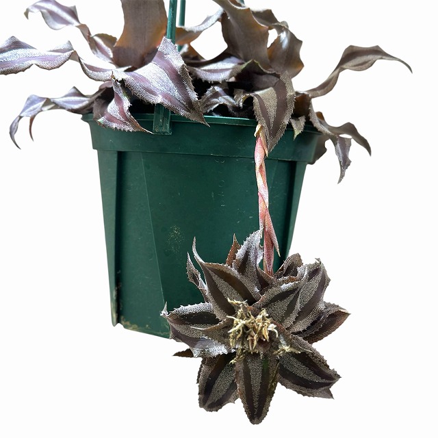 クリプタンサス メネスカル 4号吊り鉢(個体おまかせ1鉢)｜芳樹園