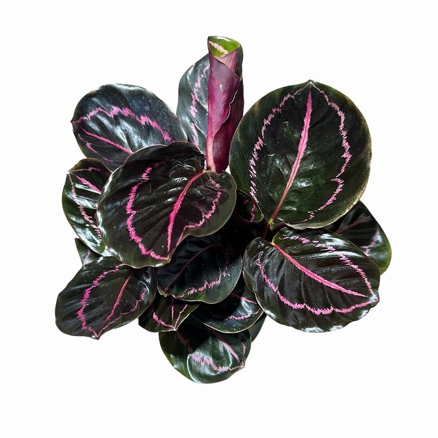 芳樹園オンラインショップ｜園芸用品・園芸資材の専門店