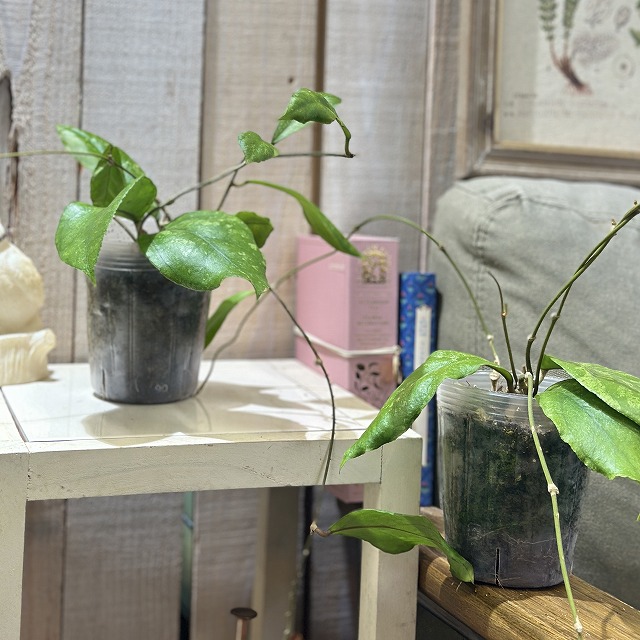 ホヤ チキンファーム 3号 (個体おまかせ1鉢)｜芳樹園オンラインショップ