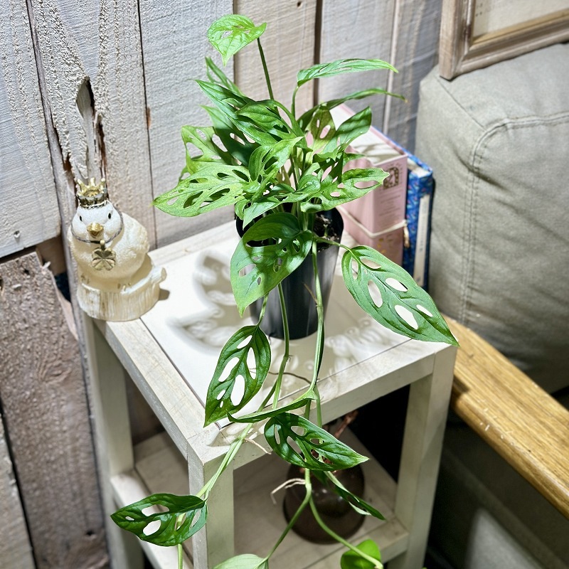 モンステラ モンステラ2224 4号 | Plants Shop Big Smile 通販