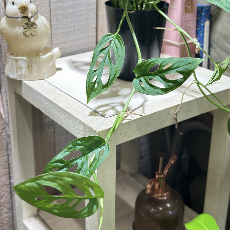 モンステラ 楽天市場】観葉植物 モンステラ7号陶器鉢L(白) 高さ約80cm