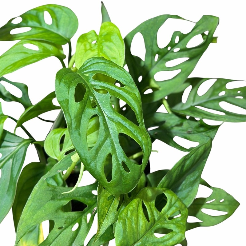 モンステラ アクミナータ 3号ロング鉢(個体おまかせ1鉢)｜芳樹園