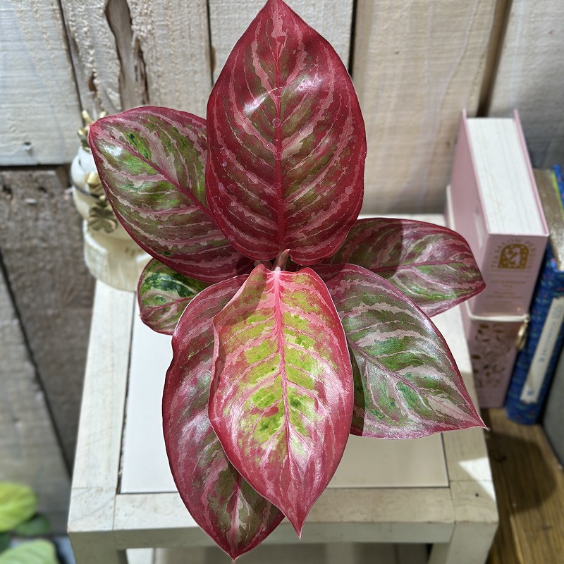 アグラオネマ レッドエメラルドドラゴン 3.5号ポット(個体おまかせ1鉢