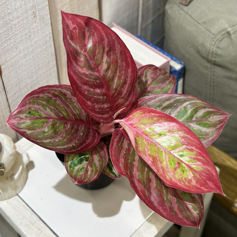 超希少❗️アグラオネマゴールデンドラゴン新芽付✨️ 超希少❗️アグラオネマゴールデンドラゴン✨️