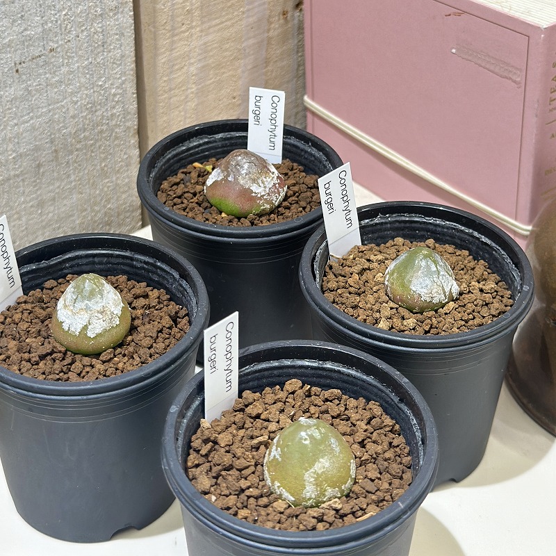 コノフィツム ブルゲリ 2.5号鉢(個体おまかせ1鉢)｜芳樹園オンライン