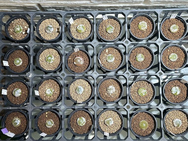 コノフィツム ブルゲリ 2.5号鉢(個体おまかせ1鉢)｜芳樹園オンライン