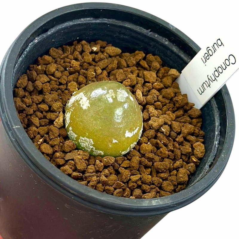 ネコポスで発送❣️コノフィツム　ブルゲリSH409 大玉2cm以上　抜き苗　4株 ネコポスで発送❣️コノフィツム ブルゲリSH409 大玉2cm以上 抜き苗 4