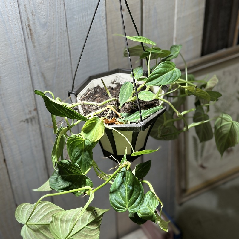 フィロデンドロン ギガス 5号吊り鉢(個体おまかせ1鉢)｜芳樹園