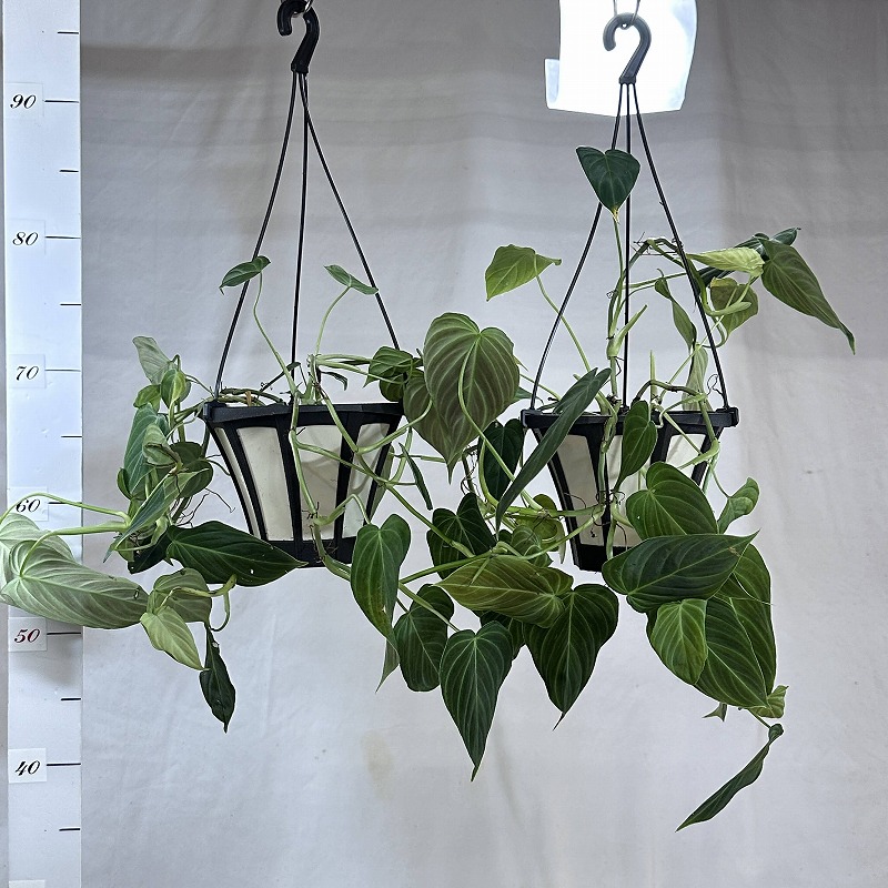 フィロデンドロン ギガス 5号吊り鉢(個体おまかせ1鉢)｜芳樹園