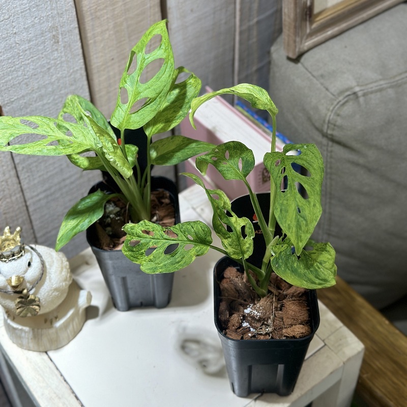 【専用商品】モンステラ　ミント 選択可能】モンステラ デリシオーサ 'ミント 斑入り'組織培養