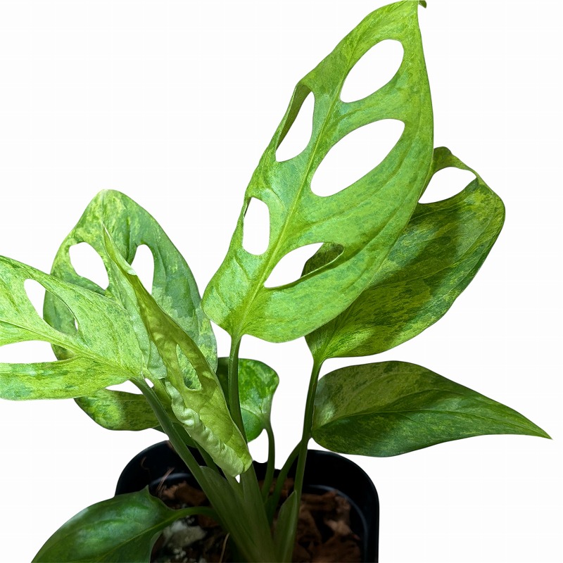 モンステラ ラニアータ モットルドミント 3号硬質角鉢ロング