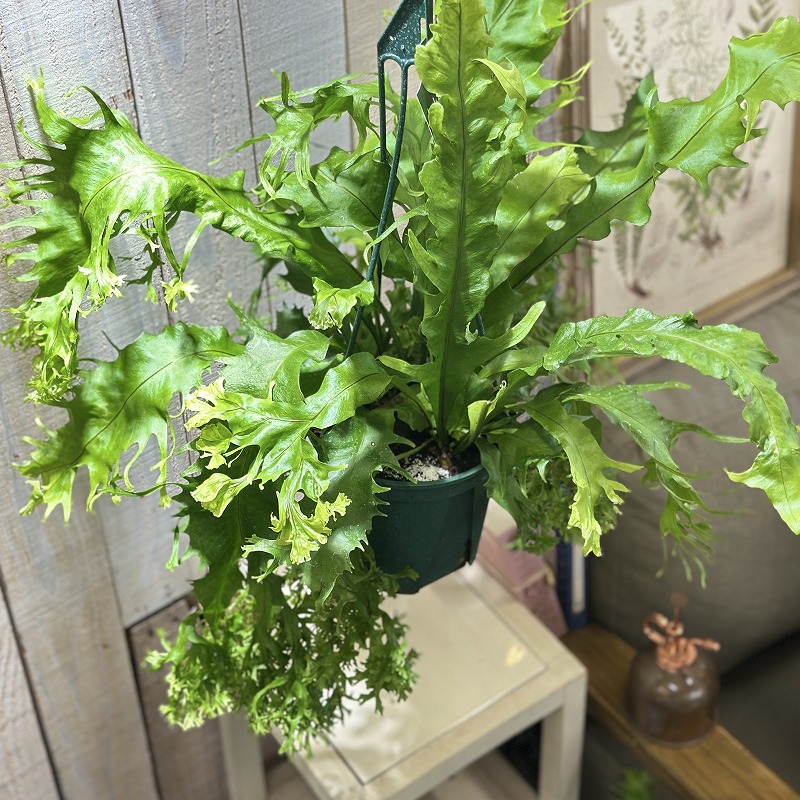 シダ ミクロソリウム ドラゴンウイング 5号スリット吊り鉢(個体