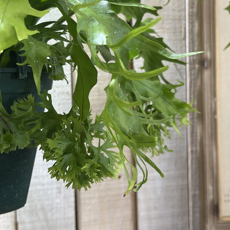 シダ ミクロソリウム ドラゴンウイング 5号スリット吊り鉢(個体