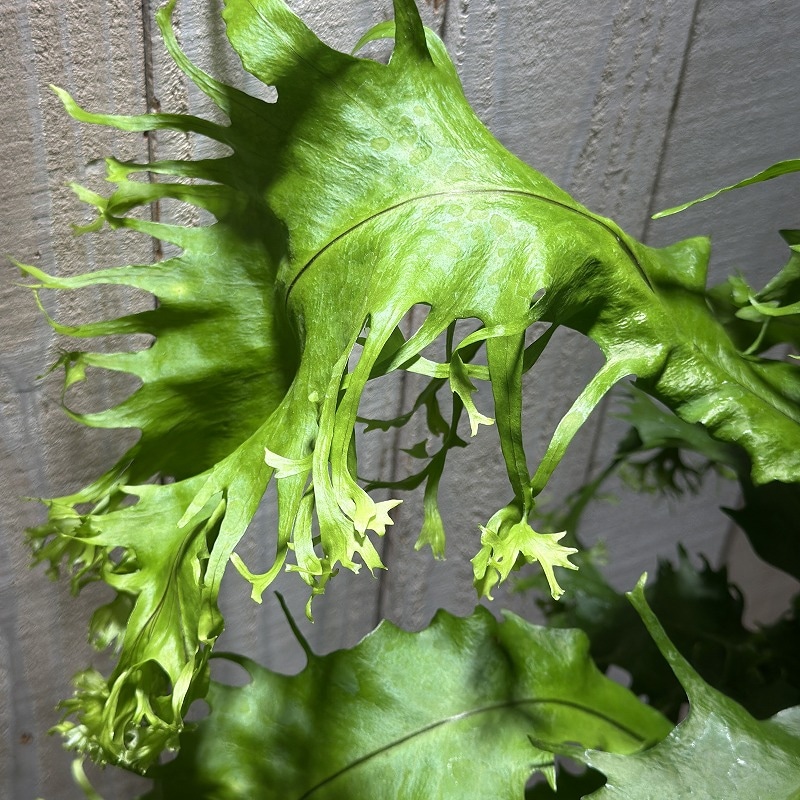 シダ ミクロソリウム ドラゴンウイング 5号スリット吊り鉢(個体