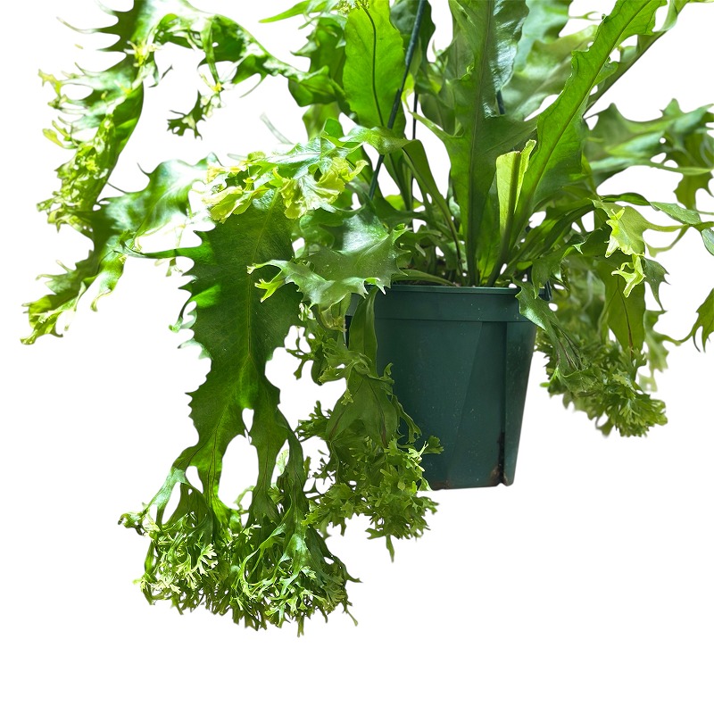 シダ ミクロソリウム ドラゴンウイング 5号スリット吊り鉢(個体