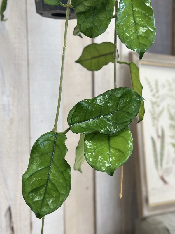 ホヤ グロブローサ(グロボーサ) 5号ロング吊り鉢(個体おまかせ1鉢