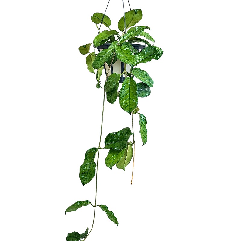 hoya ホヤ グロブローサ 5号 吊り鉢 観葉植物 ホヤ グロブローサ(グロボーサ) 5号ロング吊り鉢(個体