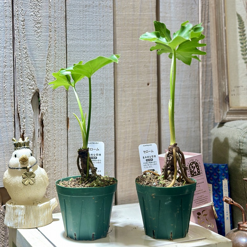 ☆フィロデン セロウム バリエガータ☆3号鉢☆希少☆ ☆フィロデン セロウム バリエガータ☆3号鉢☆希少☆ フィロデンドロン