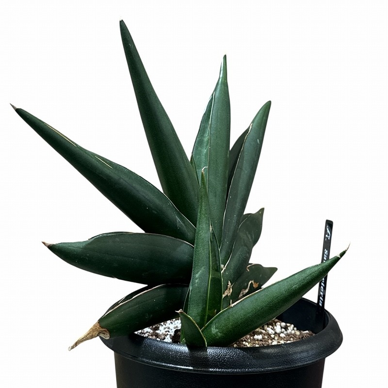 サンセベリア サワディー Sansevieria Sawasdee 5号(現品)｜芳樹園