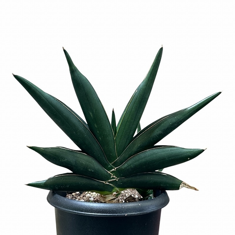 サンセベリア サワディー Sansevieria Sawasdee 5号(現品)｜芳樹園